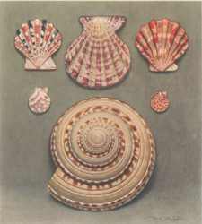 Pecten spectabilis Reeve